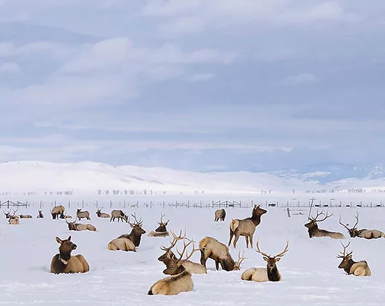 A herd of elk rest at the National Elk Refuge across the highway from Elk Ridge Estate, a Jackson Hole luxury vacation rental.